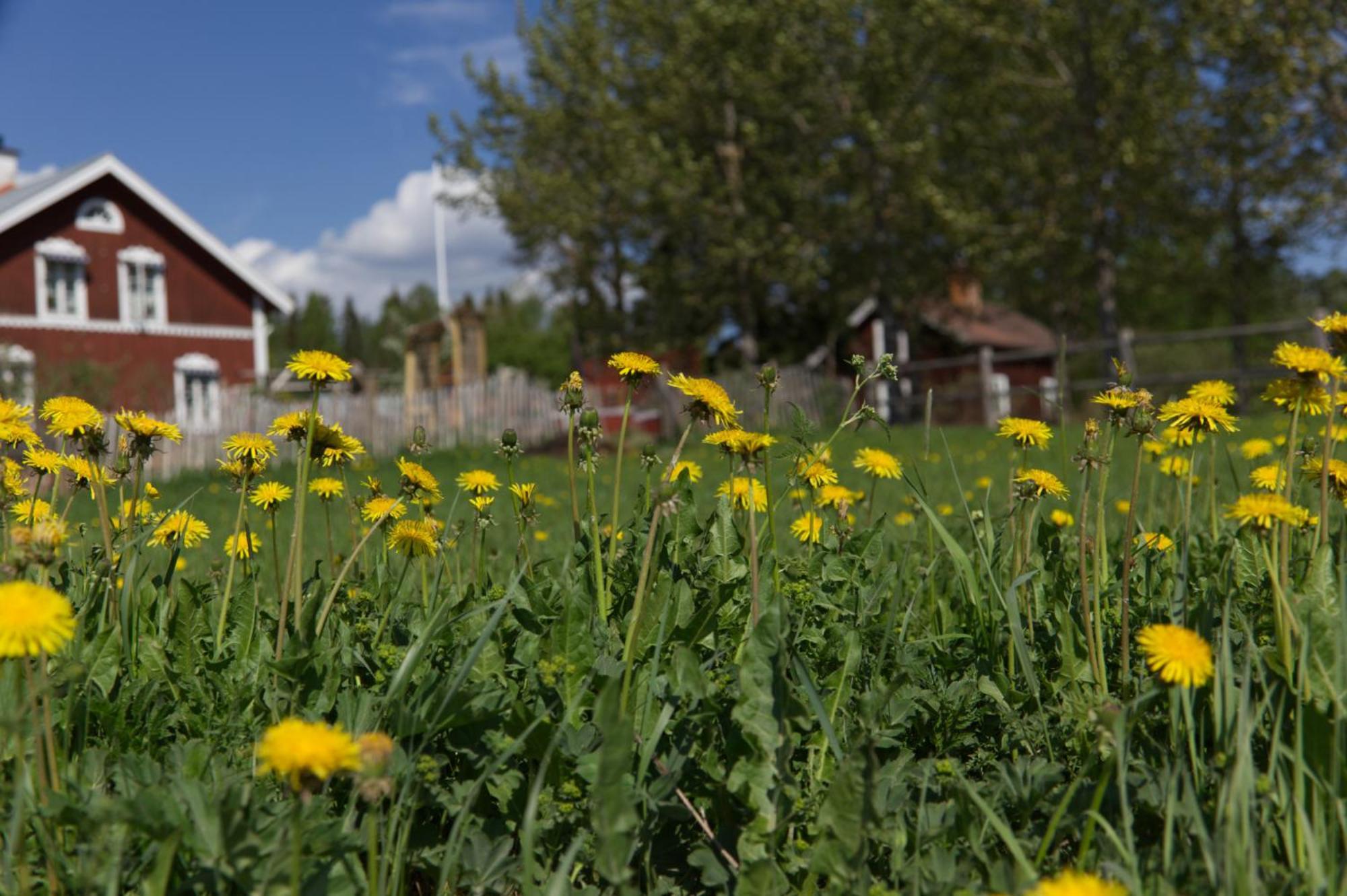 Grindstugan Pa Fyras Gard Hammerdal Buitenkant foto